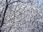 Picture of STILL WINTER