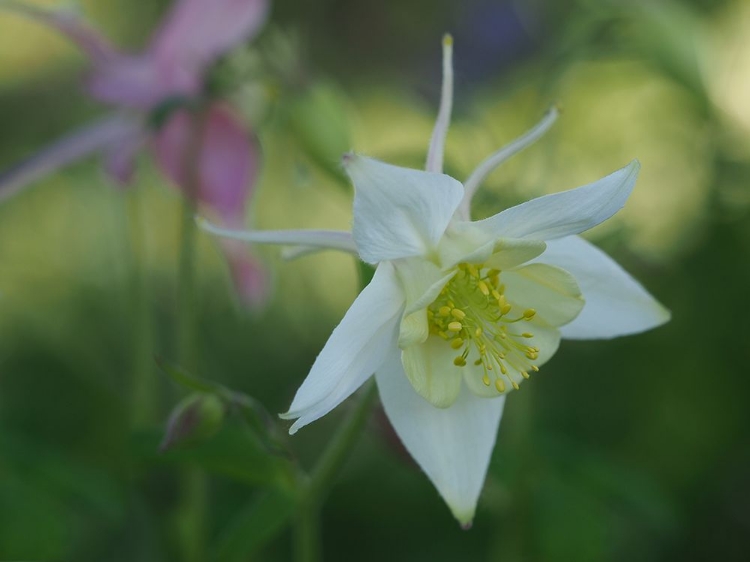 Picture of WHITE COLUMBINE