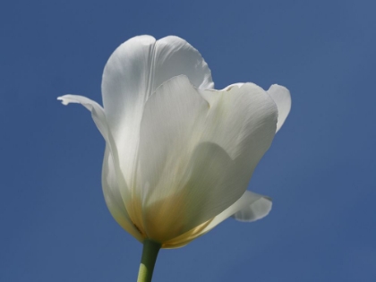 Picture of WHITE TULIP BLUE SKY