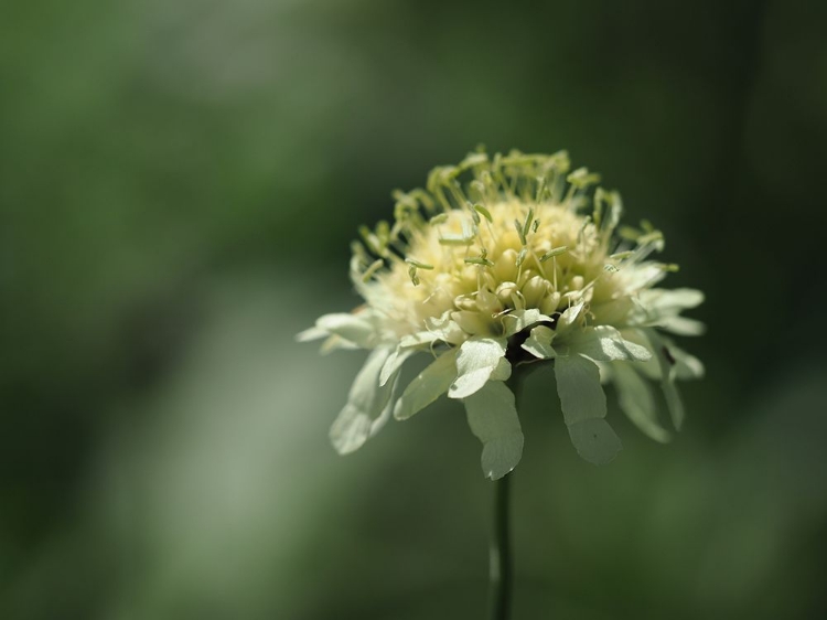 Picture of YELLOW SCABIOUS