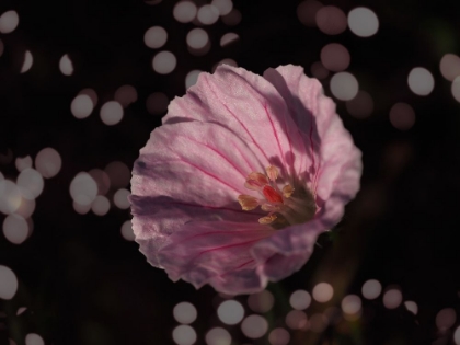 Picture of BLOODY CRANESBILL