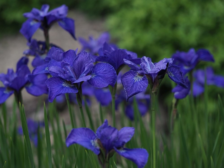 Picture of BLUE ONES