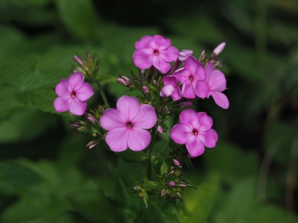 Picture of BOUQUET IN NATURE