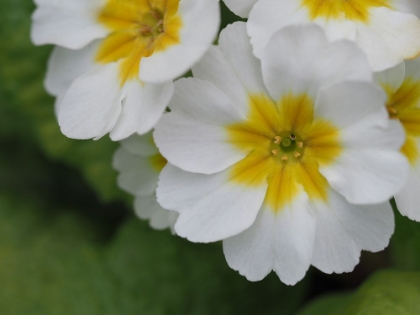 Picture of BUTTERCUPS