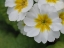 Picture of BUTTERCUPS