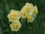 Picture of DOUBLE DAFFODILS
