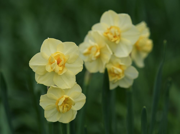 Picture of DOUBLE DAFFODILS