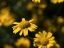 Picture of DREAMY