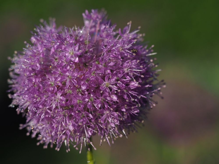 Picture of JEWELS IN NATURE