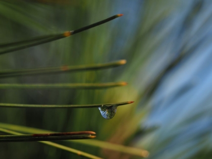 Picture of ONE DROP