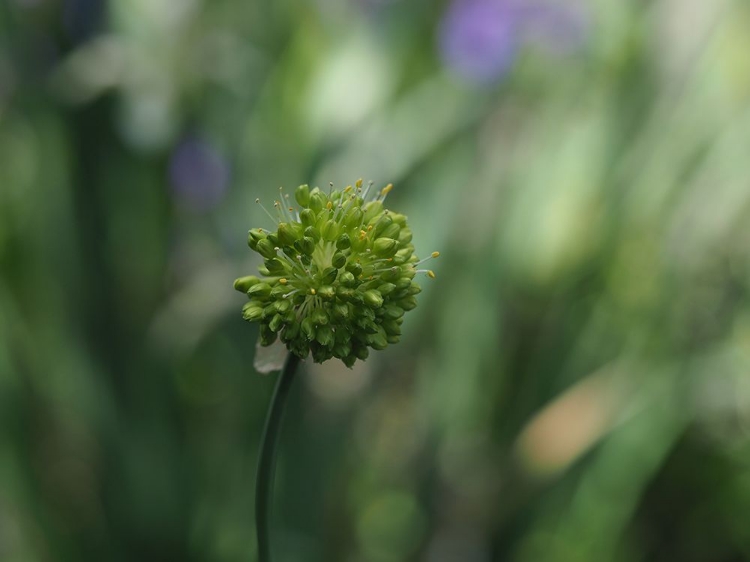 Picture of ORNAMENTAL ONION