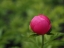 Picture of PERFECTION IN NATURE