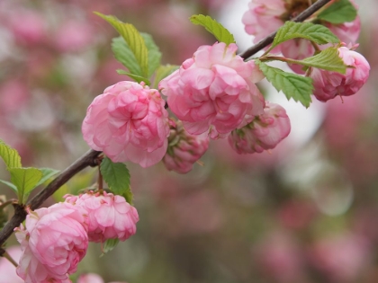 Picture of PINK BEAUTIES