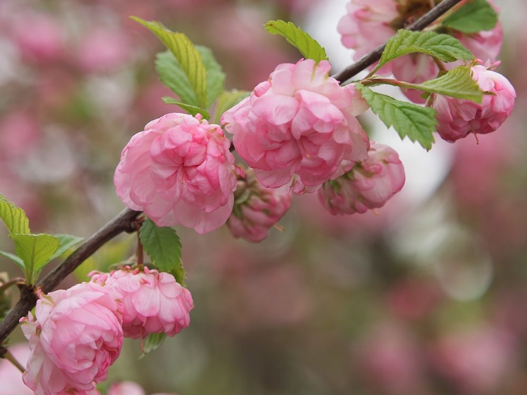 Picture of PINK BEAUTIES