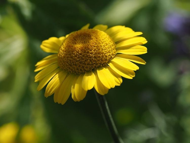 Picture of PRETTIER IN YELLOW