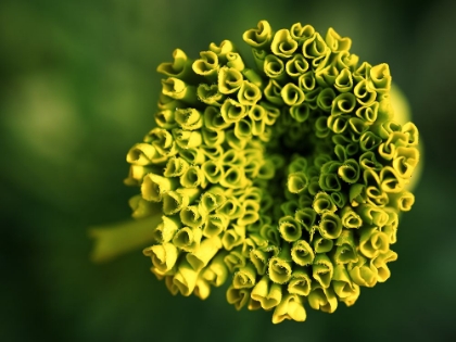 Picture of RINGLETS