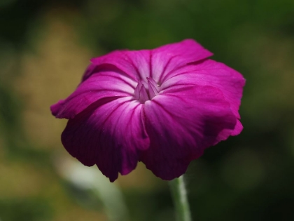Picture of ROSE CAMPION