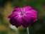Picture of ROSE CAMPION