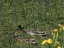 Picture of SAUVE QUI PEUT