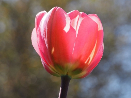 Picture of SHOWY TULIP