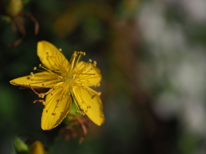 Picture of ST JOHNS WORT