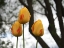 Picture of TULIP TRIO