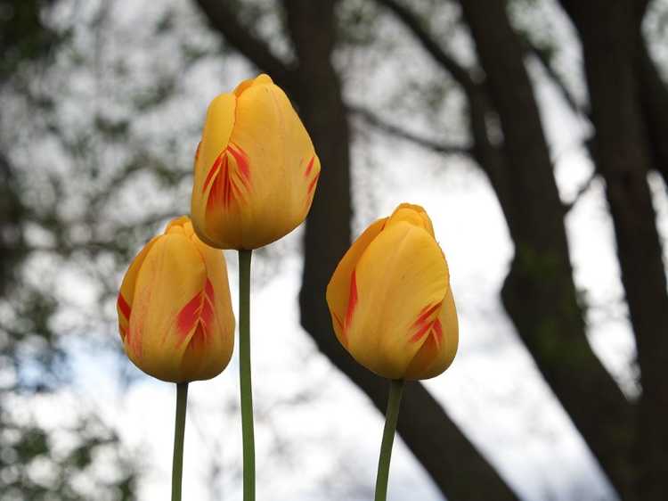 Picture of TULIP TRIO