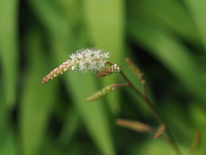 Picture of WISPY WHITE BLOOMS