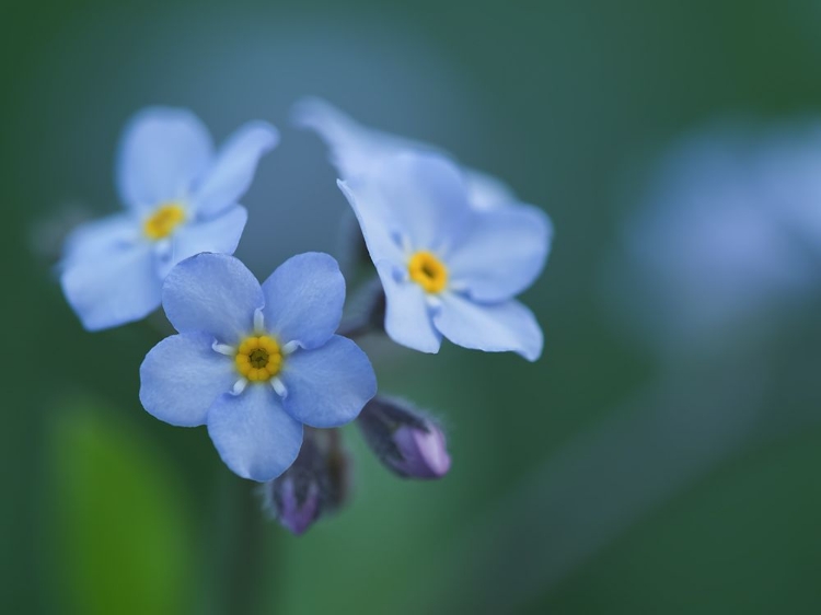 Picture of LADIES IN BLUE