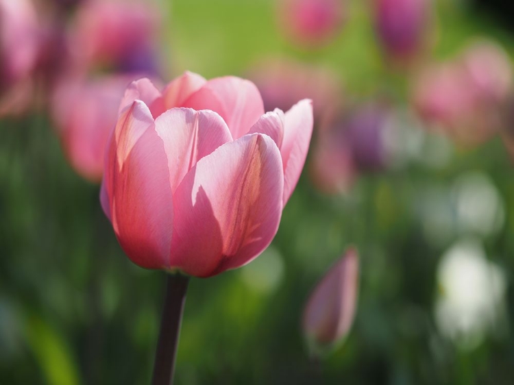 Picture of LADY IN PINK