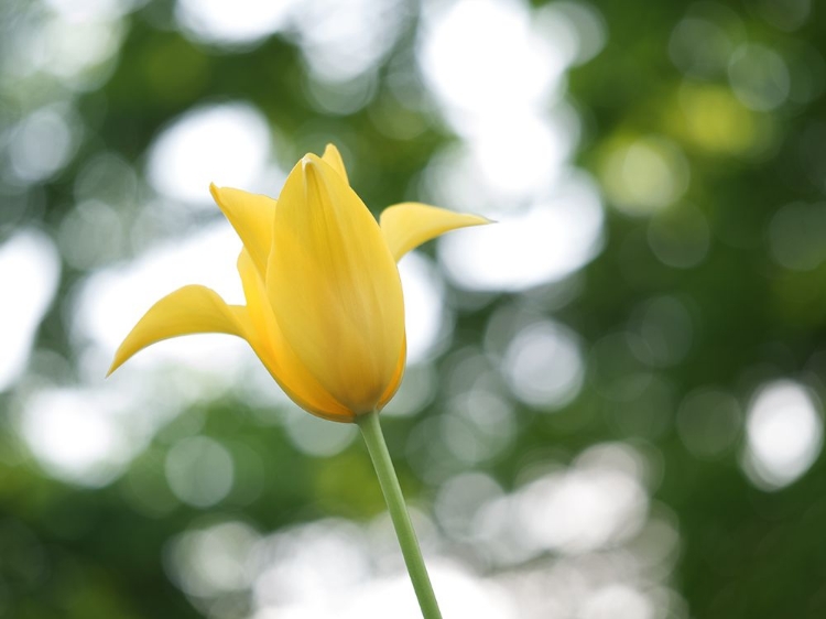 Picture of LADY IN YELLOW