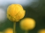 Picture of LOLLIPOP