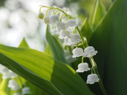 Picture of MAY LILIES