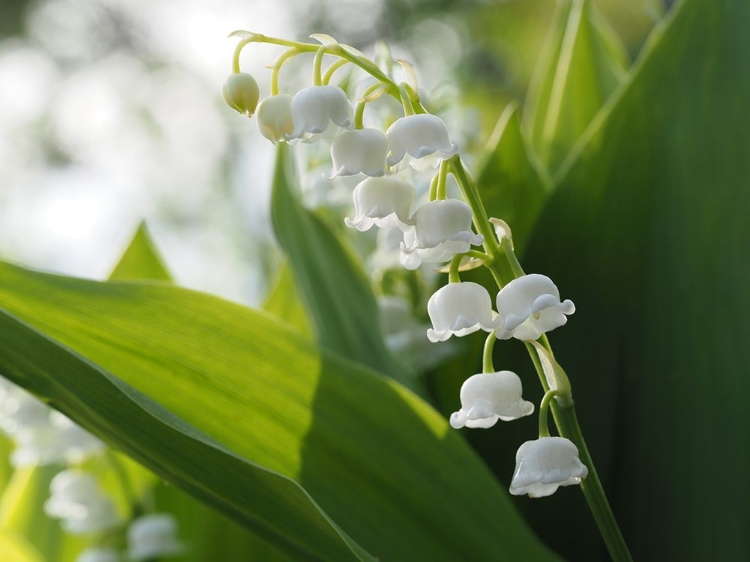 Picture of MAY LILIES