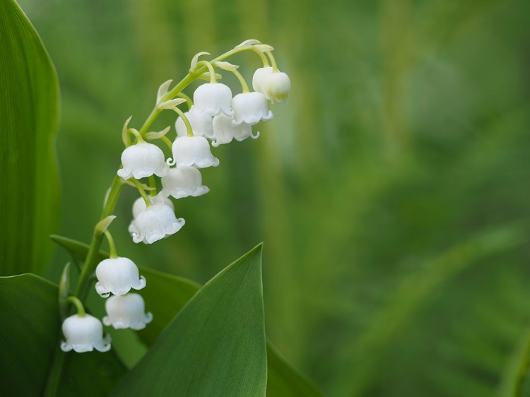 Picture of MUGUET