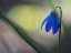 Picture of TINY BLUE UMBRELLA
