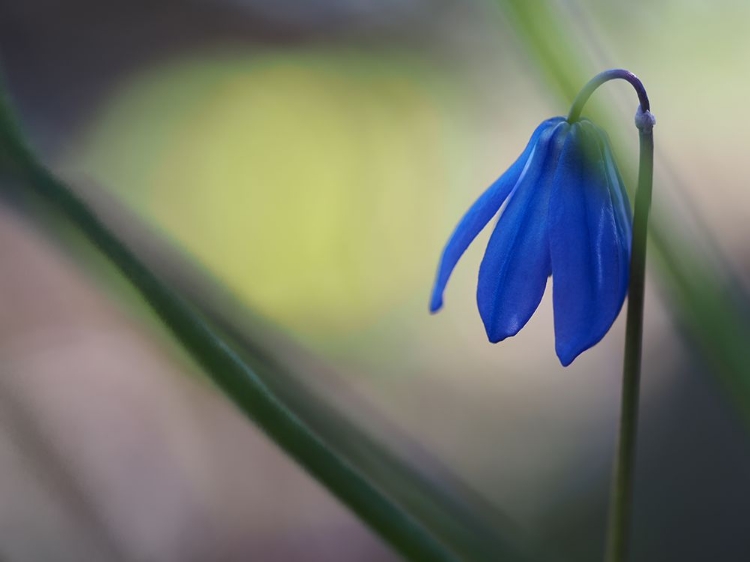 Picture of TINY BLUE UMBRELLA