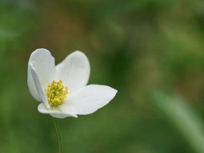 Picture of WINDFLOWER