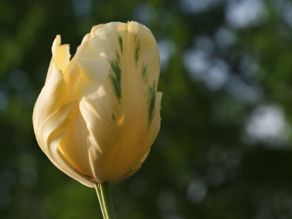 Picture of YELLOW GREEN TULIP