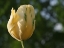 Picture of YELLOW GREEN TULIP