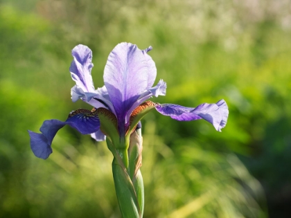 Picture of BLUE VIOLET ONE