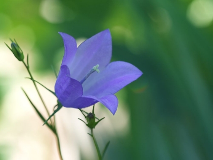 Picture of BLUEBELL FLOWER