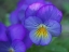 Picture of BLUENESS