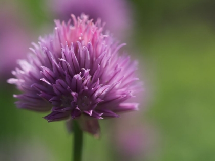 Picture of CHIVE BLOSSOM