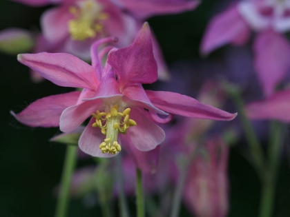Picture of DARLING COLUMBINE