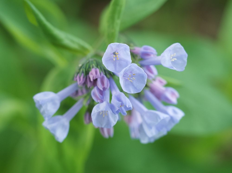 Picture of LITTLE BELLS