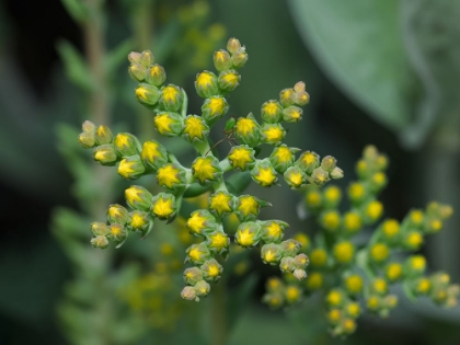 Picture of LITTLE STARS