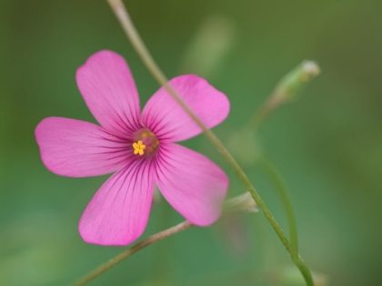 Picture of PINK SPLASH