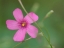 Picture of PINK SPLASH