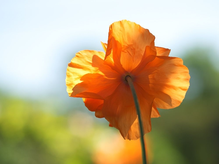 Picture of POPPY BURNING